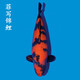 獅灣 錦鯉魚(yú)活體日本純種錦鯉魚(yú)苗昭和白寫(xiě)錦鯉魚(yú)觀(guān)賞魚(yú)紅白丹頂大正 緋寫(xiě)錦鯉一條 8-10cm