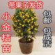 家中有果金桔樹(shù)盆栽綠植觀(guān)賞四季盆景帶果發(fā)貨室內外嫁接橘子果樹(shù)苗 五年苗帶果多 不含盆