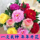麥基樂四季開花濃香型芍藥重瓣大花老樁耐寒熱室內(nèi)外陽臺養(yǎng)不死花卉大全 【重瓣濃香驅(qū)蚊】混色多頭帶芽 推薦精品老根【開花50-60朵】+肥