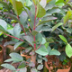 臺(tái)灣珍珠四季白肉番石榴苗紅心芭樂無(wú)籽紅寶石嫁接樹苗當(dāng)年結(jié)果 胭脂紅番石榴 兩年苗