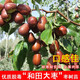 姬緣希庭院果樹(shù)嫁接棗子苗紅棗樹(shù)苗新疆和田玉棗樹(shù)苗當年結果五年結果苗 五年結果苗