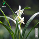 翁源蘭花漓江雪建蘭素花三劍客之一經(jīng)典白素高端銘品老種濃香好養 漓江雪2苗【大壯苗】當年開(kāi)花