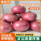 生吃脆甜扁平水果洋蔥新鮮現(xiàn)挖現(xiàn)發(fā)5斤大果紫皮黃皮圓蔥頭種子苗 大果 5斤