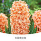 左家花園 進(jìn)口3個(gè)風(fēng)信子種球大球水培辦公室內土培盆栽冬季開(kāi)花新手易養 吉普賽女皇3球 周長(cháng)16-17cm