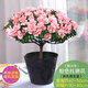 【莎之槿園藝】杜鵑花苗盆栽帶花苞四季開(kāi)花不斷室內觀(guān)花卉綠植植物老樁大棵好養 特大盆粉色杜鵑花+(不含盆)帶花苞發(fā)貨 含盆