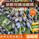 潮汕黑橄欖新鮮現摘正宗烏橄欖油欖可制欖角下飯菜廣東特產當季 3斤【新鮮烏橄欖】100%精選鮮