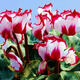 中夢(mèng) 仙客來(lái)盆栽帶花大花重瓣花卉植物室內開(kāi)花陽(yáng)臺 紫裙【大花】帶花 13cm盆簡(jiǎn)易盆 含簡(jiǎn)易盆