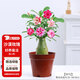 花翁盆栽老樁室內(nèi)耐熱耐旱花卉綠植 中號(hào)沙漠玫瑰（不含盆）源頭直發(fā)