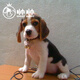 帥帥名寵帥比格犬小型短毛犬保純種活體寵物幼犬  英國小獵犬60天健康保障 寵物級(jí)