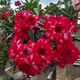 十色沙漠玫瑰十年以上特大老樁四季開(kāi)花多肉植物室內陽(yáng)臺喜陽(yáng)綠植 紅色15年大老樁帶花苞粗14-17CM 帶盆栽好