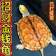 招財金錢(qián)正宗金錢(qián)石龜觀(guān)賞寵物小烏龜南石龜長(cháng)壽龜玄武龜活體 南石金龜（2只情侶裝） 12-14厘米