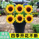 觀賞矮生向日葵種子陽(yáng)臺(tái)盆栽太陽(yáng)花四季花卉庭院播種易活花種子 矮生【可盆栽】向日葵種子 高品質(zhì)【1包約50粒】