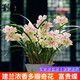 劉閣蘭花蘭花苗世界上超香四季蘭帝王妃 金邊矮種夏帶濃香花苞花卉盆栽 富貴蝶4苗連體帶花苞，配盆土肥