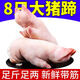 生鮮豬肉 生鮮豬蹄 豬手豬腳冷凍整只生鮮農(nóng)家土豬肉生豬肉 8只香豬蹄