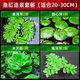 瘋狂水草（FKSC）浮萍活體水草一葉蓮水芙蓉植物養龜魚(yú)池造景直接入缸水上煙花 【小缸點(diǎn)綴】魚(yú)缸造景套餐