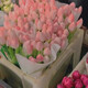 水培郁金香四季開花盆栽花卉植物客廳綠植花卉大全養(yǎng)不死 粉羅門小紅書爆款 買10送3實發(fā)13個送彩石