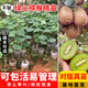 芥圃獼猴桃樹苗嫁接獼猴桃苗紅心黃心綠心軟棗獼猴桃苗奇異果樹苗 綠心獼猴桃苗 帶土帶葉發(fā)貨 高度30-40cm