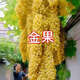 駿灝巨型葡萄苗正宗爬藤瀑布滕王葡萄樹(shù)盆栽栽耐寒旱南北種當年結果 3年苗【實(shí)發(fā)兩棵】明年結果
