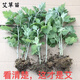正宗蘄艾草苗艾草苗盆栽驅蚊草艾苗大葉艾草根艾草帶土四季種植 5顆野生包