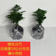 澳顏萊唐山矮生云竹文竹云松竹辦公室內(nèi)好養(yǎng)綠植桌面長(zhǎng)青小盆栽四季常綠 正宗矮云竹2盆【原土包著發(fā)貨】