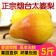 財萊樂煙臺太婆梨水果新鮮 整箱當(dāng)季梨子新鮮紅彩啤酒梨香蕉梨 5斤大果