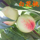 桃樹苗桃樹樹苗嫁接油桃苗水蜜桃苗白花桃苗南方北方種植當(dāng)年結(jié)果 6年苗《庭院種植》