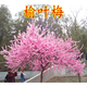梅花樹(shù)苗榆葉梅樹(shù)苗開(kāi)花苗庭院耐寒植物觀(guān)賞樹(shù)苗綠化苗木行道樹(shù)當年開(kāi)花 2公分粗 不含盆