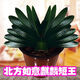 東北名貴新品天賜短王君子蘭短葉虎頭麻臉和尚油匠珍珠王綠植 1葉苗