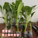 香蕉樹(shù)苗皇帝蕉耐寒帶土帶葉四季蘋(píng)果蕉矮化蕉室內盆栽陽(yáng)臺果樹(shù)苗 香蕉2顆種植（5個(gè)月結果）