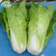 壽禾油菜種子矮腳上海青梗菜蔬菜小白菜快菜秋季壽光蔬種籽四季青菜 (火速388)奶油快菜種子10gx2包