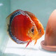 瀚幻七彩神仙魚(yú)觀賞魚(yú)熱帶魚(yú)中小型燕魚(yú)財(cái)神紅鴿子紅藍(lán)松石活體淡水魚(yú) 尹薩紅6-8cm1條