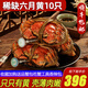 【活蟹】陽(yáng)澄清歆大閘蟹 鮮活特大螃蟹公蟹母蟹 海鮮水產(chǎn)生鮮禮盒 大蟹六月黃3.5-3.8兩 十只禮盒裝