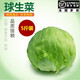 千牛優(yōu)福球生菜3-5斤 漢堡圓生菜西生菜輕食沙拉煎餅西餐食材新鮮蔬菜 5斤裝