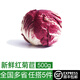 綠食者 新鮮紅菊苣500g 落地紅球生菜 紫苣 紅葉包菜 西餐沙拉食材蔬菜