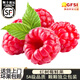 四叔公果蔬云南新鮮紅樹莓黑莓鮮果（順豐空運(yùn)）覆盆子大果稀有孕婦酸甜水果 紅樹莓大果 2盒裝（125g/盒）