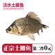 品鮮肴淡水魚(yú)生態(tài)土鯽魚(yú)漁民自然捕獲淡水鮮活魚(yú)現殺湖鮮 生鮮水產(chǎn)凈膛 現殺凈重400g*2袋（共4-6條）