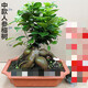 小葉榕樹(shù)盆景   大型小葉榕樹(shù)S造型盆景盆栽室內風(fēng)吹氣根客廳植物人參老樁Z1 中款人參榕 塑料盆 含盆