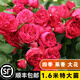 坤卉薔薇花苗爬藤耐寒藤本月季特大爬墻花卉陽臺盆栽庭院植物四季開花 紅色龍沙寶石（當(dāng)年開花爆滿） 1.6米左右爬藤特大苗