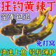黃辣丁專(zhuān)用餌料窩料羊油顆粒四季野釣黃顙魚(yú)昂公魚(yú)昂刺魚(yú)釣魚(yú)小藥 單瓶【體驗裝】