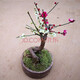語安四季開花梅花盆栽樹苗紅梅盆景樹樁耐寒室內(nèi)室外植物花卉帶花盆栽 10年雙色梅盆景（當(dāng)年開花）