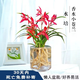 溥畔水培香水小蒼蘭花苗四季好養(yǎng)濃香型建蘭花卉耐寒綠植物室內(nèi)盆栽景 香水小蒼蘭+ 玻璃瓶【新手必備】 6苗 花開(kāi)呈粉紅色