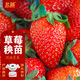 北蔬 草莓苗帶土發(fā)貨盆栽秧苗地栽水果苗 奶油草莓苗3盆源頭直發(fā)包郵