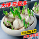 水仙花種球盆栽水培室內(nèi)四季水養(yǎng)花卉洋水仙植物風信子郁金香種子 特大球5個漳州水仙+水培盆+營養(yǎng) 裸根不帶土