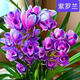 [紫羅蘭墨蘭花苗]當年開(kāi)花濃香蘭花苗蝴蝶蘭滿(mǎn)屋飄香室內凈化空氣 紫羅蘭 墨蘭1顆連體苗