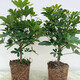 八方來(lái)財(cái)鴨腳木招財(cái)樹(shù)鵝掌柴室內(nèi)綠植凈化空氣吸甲醛花卉綠植好養(yǎng) 帶老樁高40-50cm 不含盆
