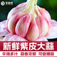 2026正宗云南紫白皮蒜新鮮現挖多瓣嫩蒜大祘紅蒜頭可泡糖醋蒜大蒜 凈重9斤 鮮蒜【品質(zhì)大果丨果徑約4.5cm以上】