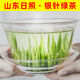 邙南純芽尖山東日照銀針綠茶明前春茶 2026年新茶雀舌毛尖雪芽茶葉 一斤(500克)