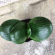 君子蘭圓頭和尚小苗短葉寬葉元寶君子蘭室內(nèi)客廳植物花卉盆栽Y 元寶君子蘭8-10片葉子 原盆原土