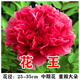 春枝韻牡丹花苗盆栽牡丹大苗纏枝花帶花苞觀賞牡丹花種重瓣牡丹大花樹苗 花王紅牡丹花苗3-6分叉