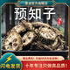 墨源預知子中藥材八月札八月扎八月瓜八月炸新鮮非野生干貨切大片泡茶 預知子500克【新貨】